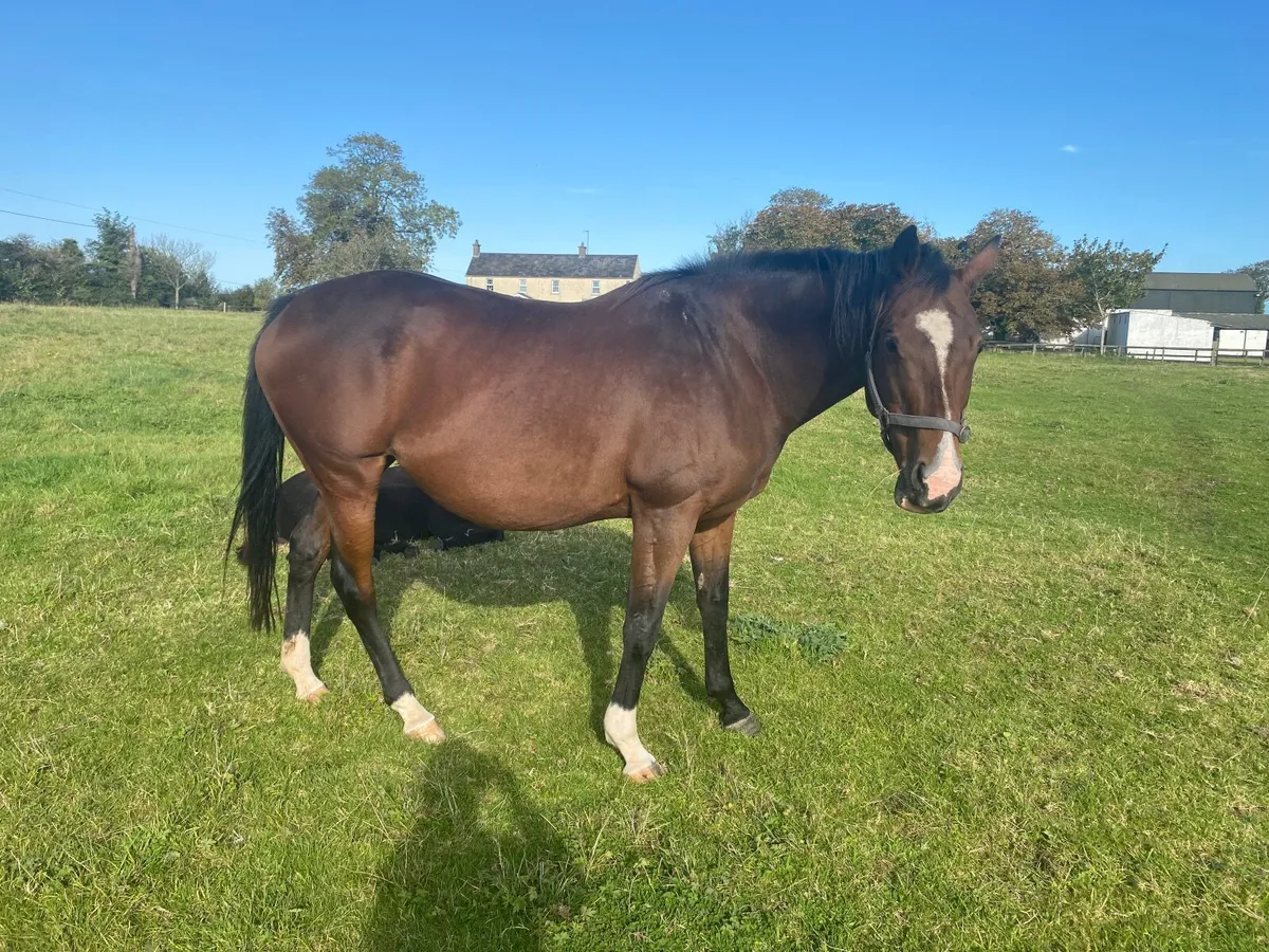 Thoroughbred Broodmare - Image 1