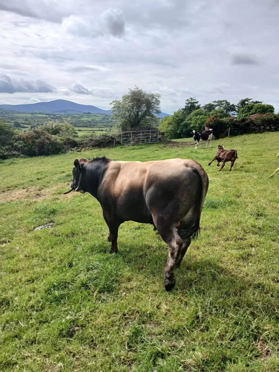 Vasectomised bull - Image 2