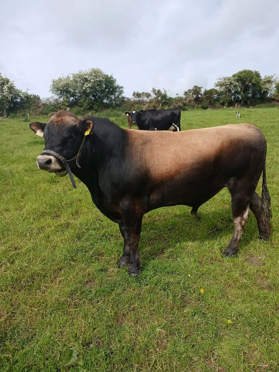 Vasectomised bull - Image 1