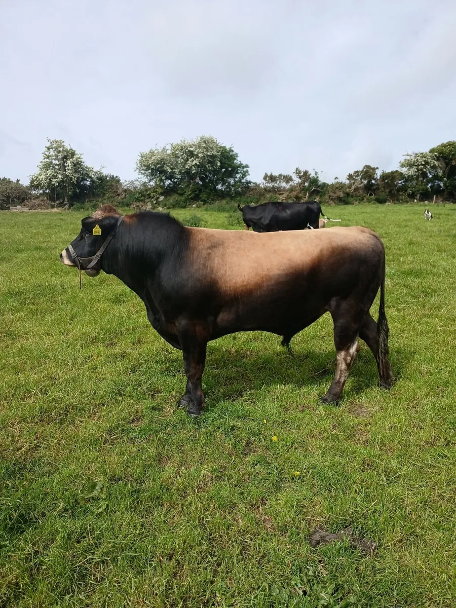 Vasectomised bull - Image 3