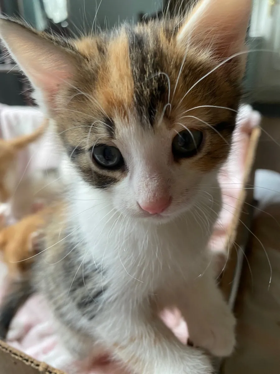 Kittens - Image 1