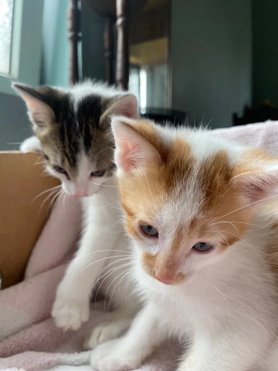 Kittens - Image 2