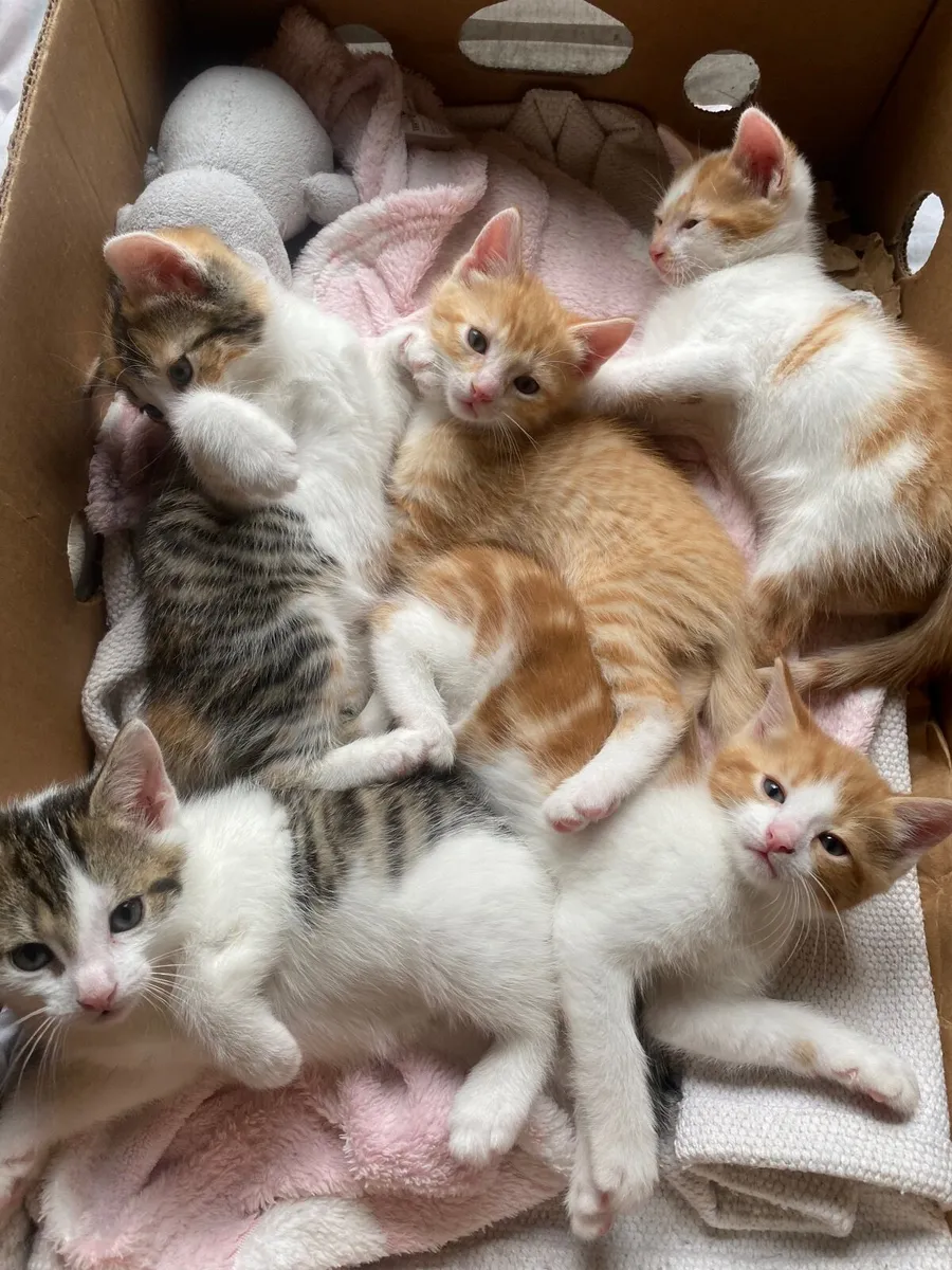 Kittens - Image 3