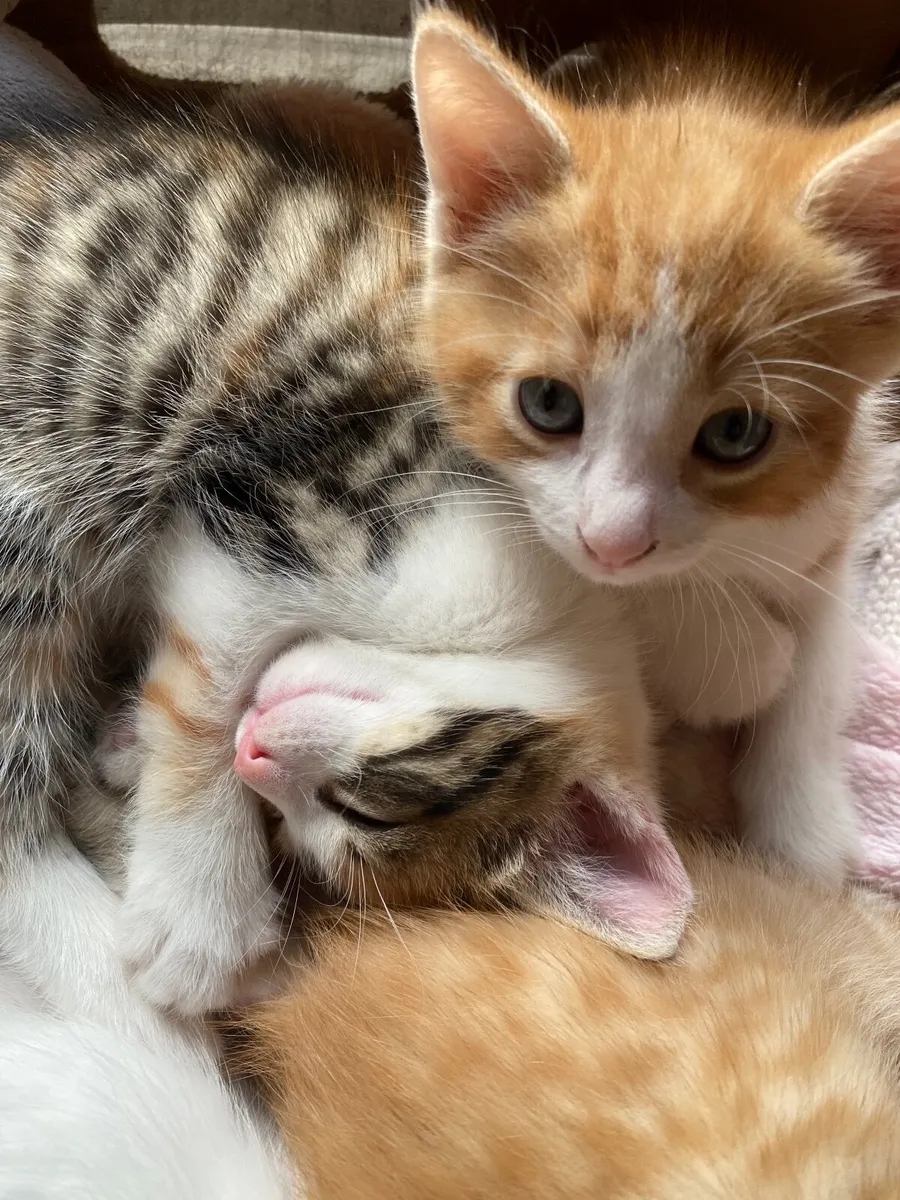 Kittens - Image 4