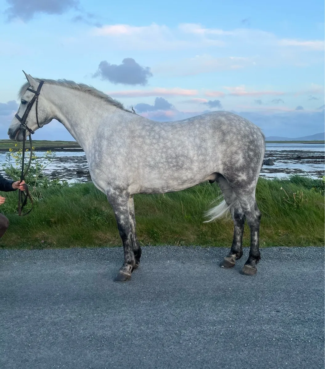Connemara gelding - Image 1