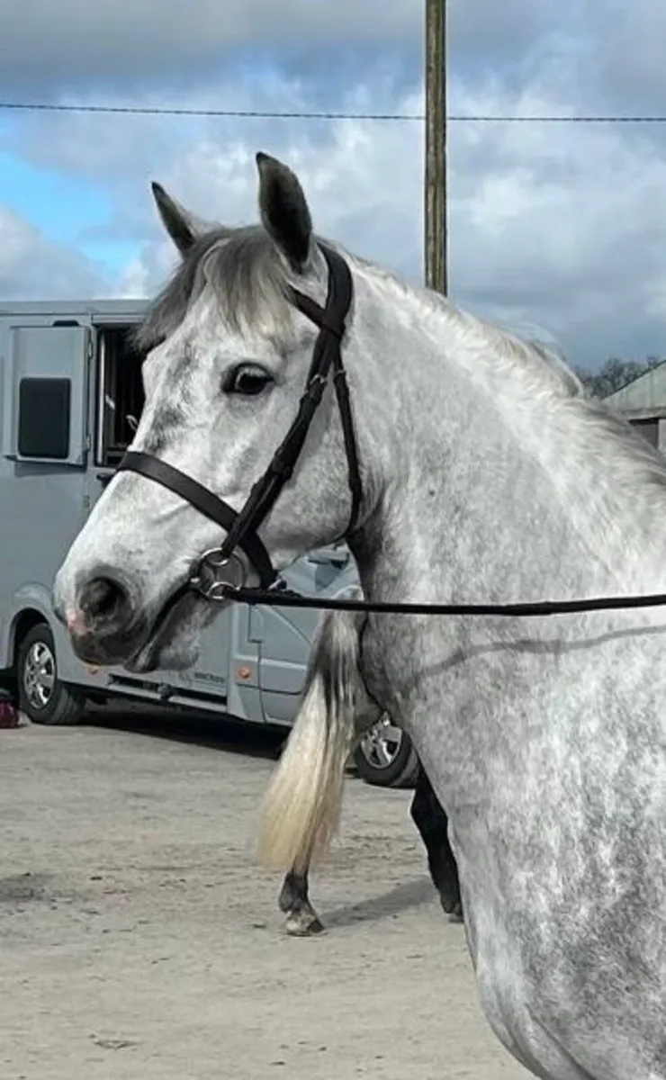 Connemara gelding - Image 2