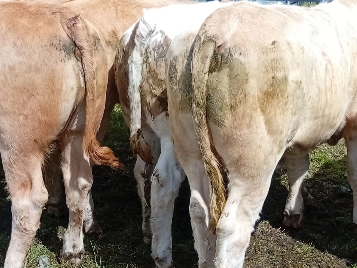 7 CH Weanling Heifers - Image 1