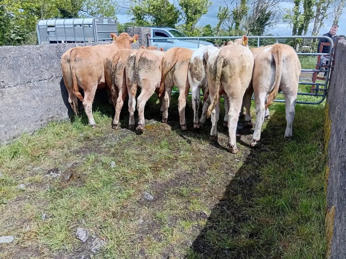 7 CH Weanling Heifers - Image 2