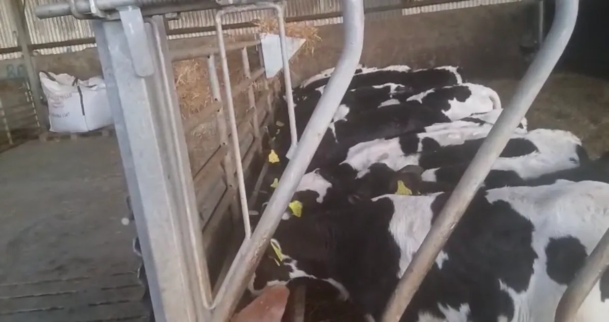 20 Super Friesian Bull Calves - Image 3