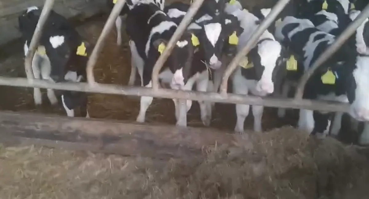 20 Super Friesian Bull Calves - Image 4