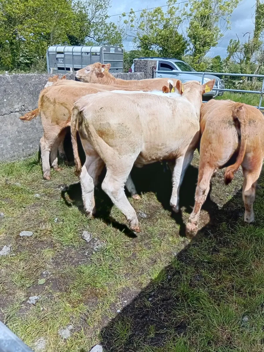 7 CH Weanling Heifers - Image 3