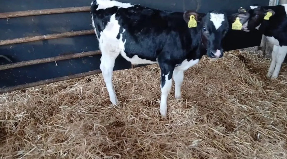 20 Super Friesian Bull Calves - Image 1