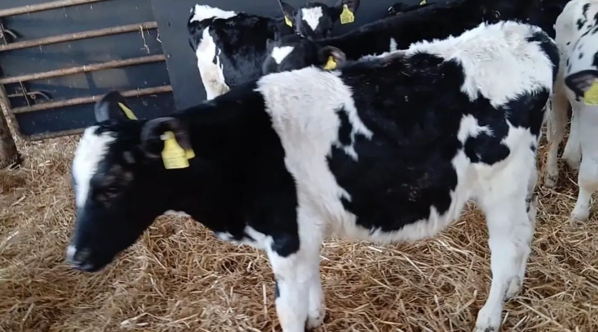 20 Super Friesian Bull Calves - Image 2