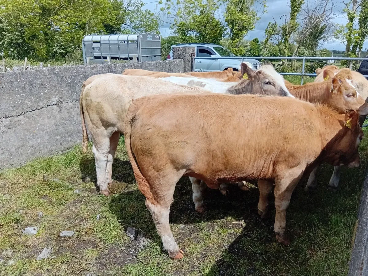 7 CH Weanling Heifers - Image 4