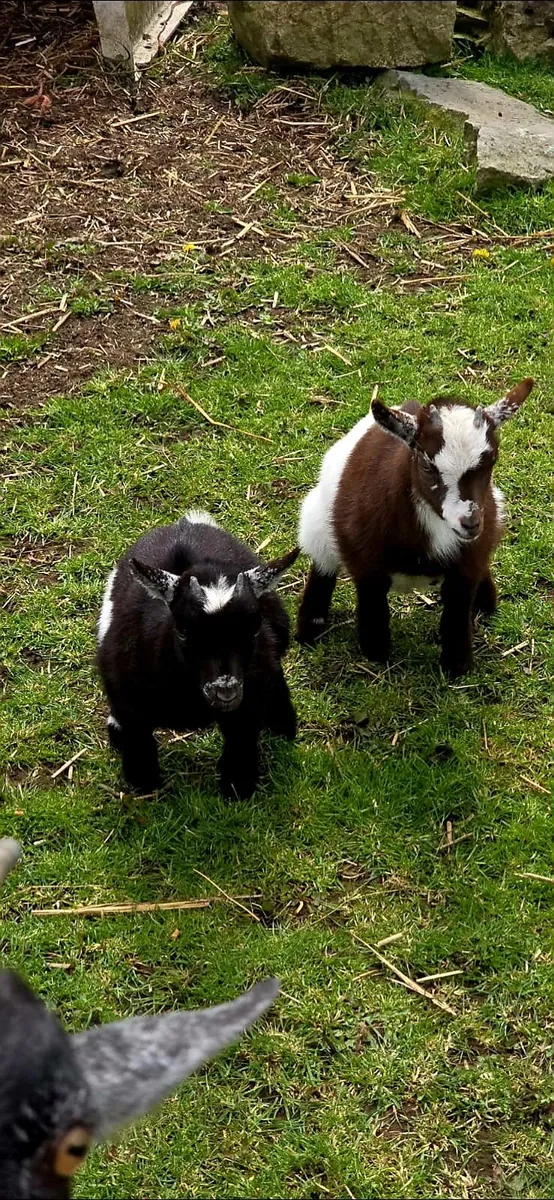 Baby Female Pygmy goats - Image 3