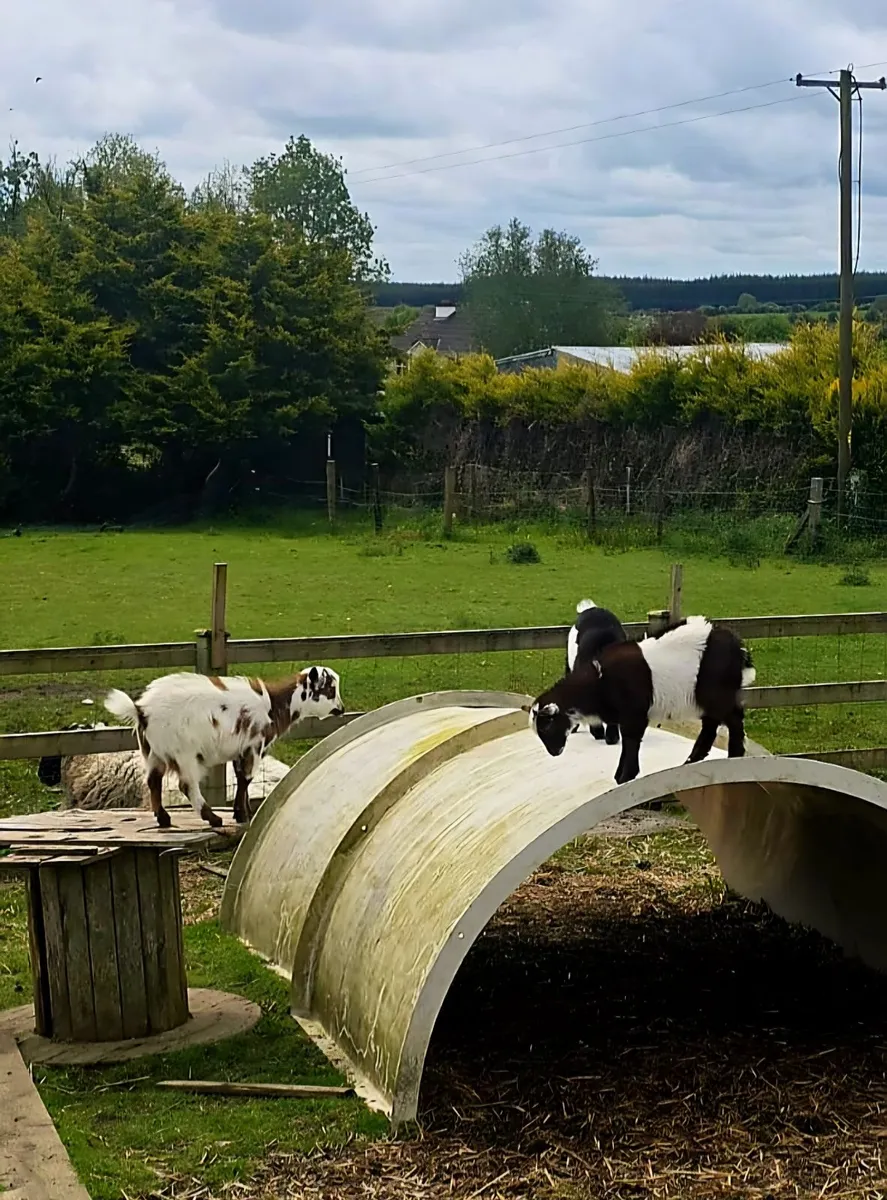 Baby Female Pygmy goats - Image 4
