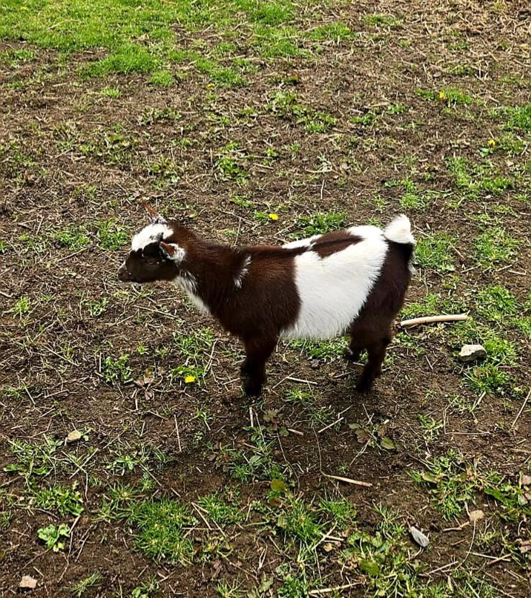 Baby Female Pygmy goats - Image 1