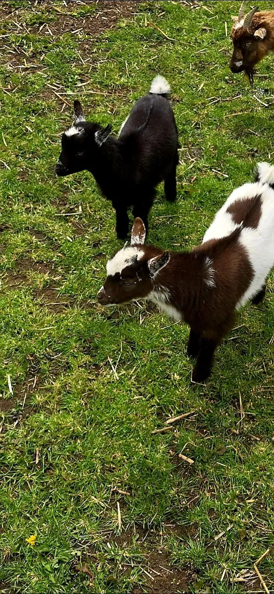 Baby Female Pygmy goats - Image 2
