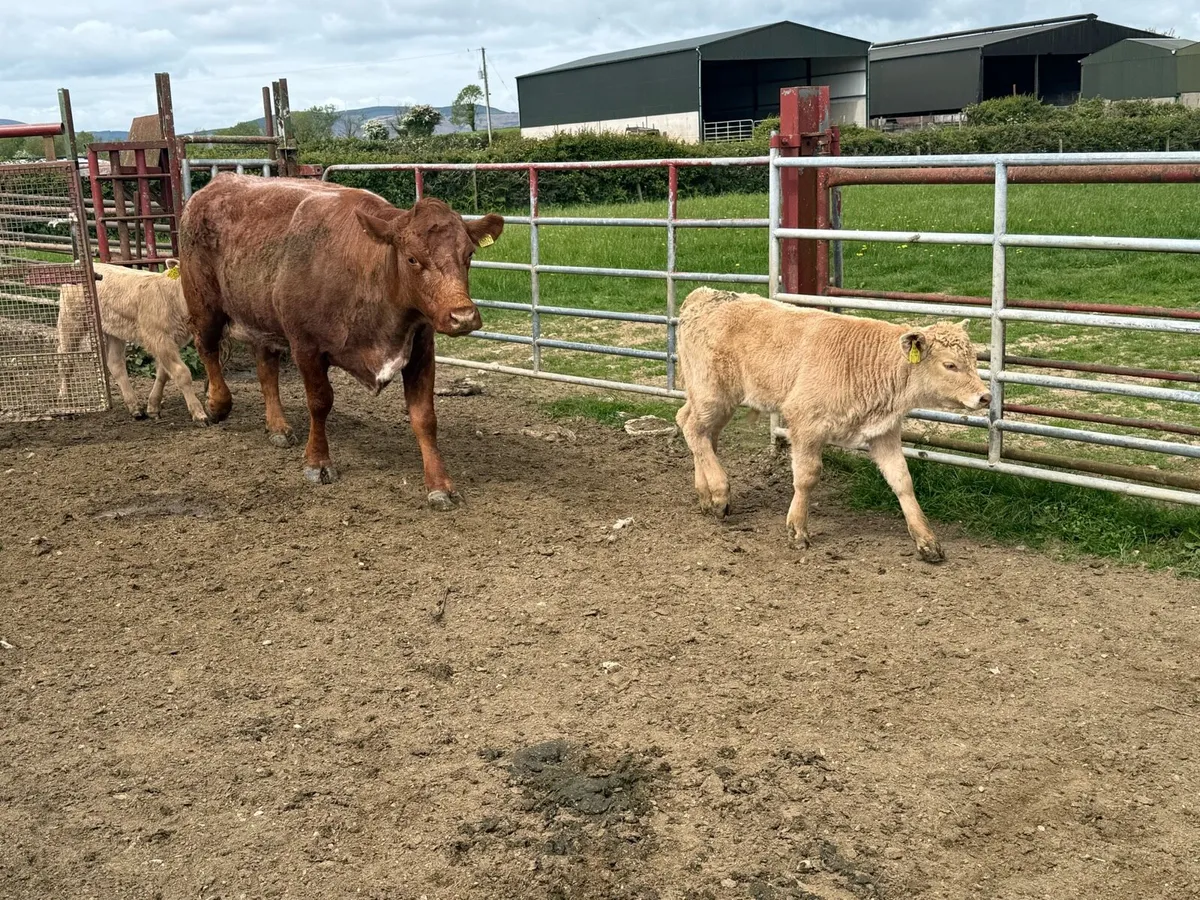 Cattle , Carnew Mart 23rd May - Image 2