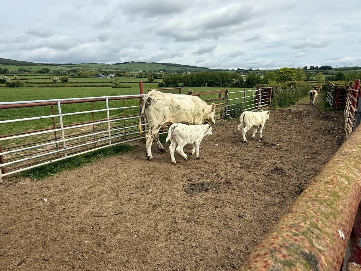 Cattle , Carnew Mart 23rd May - Image 3