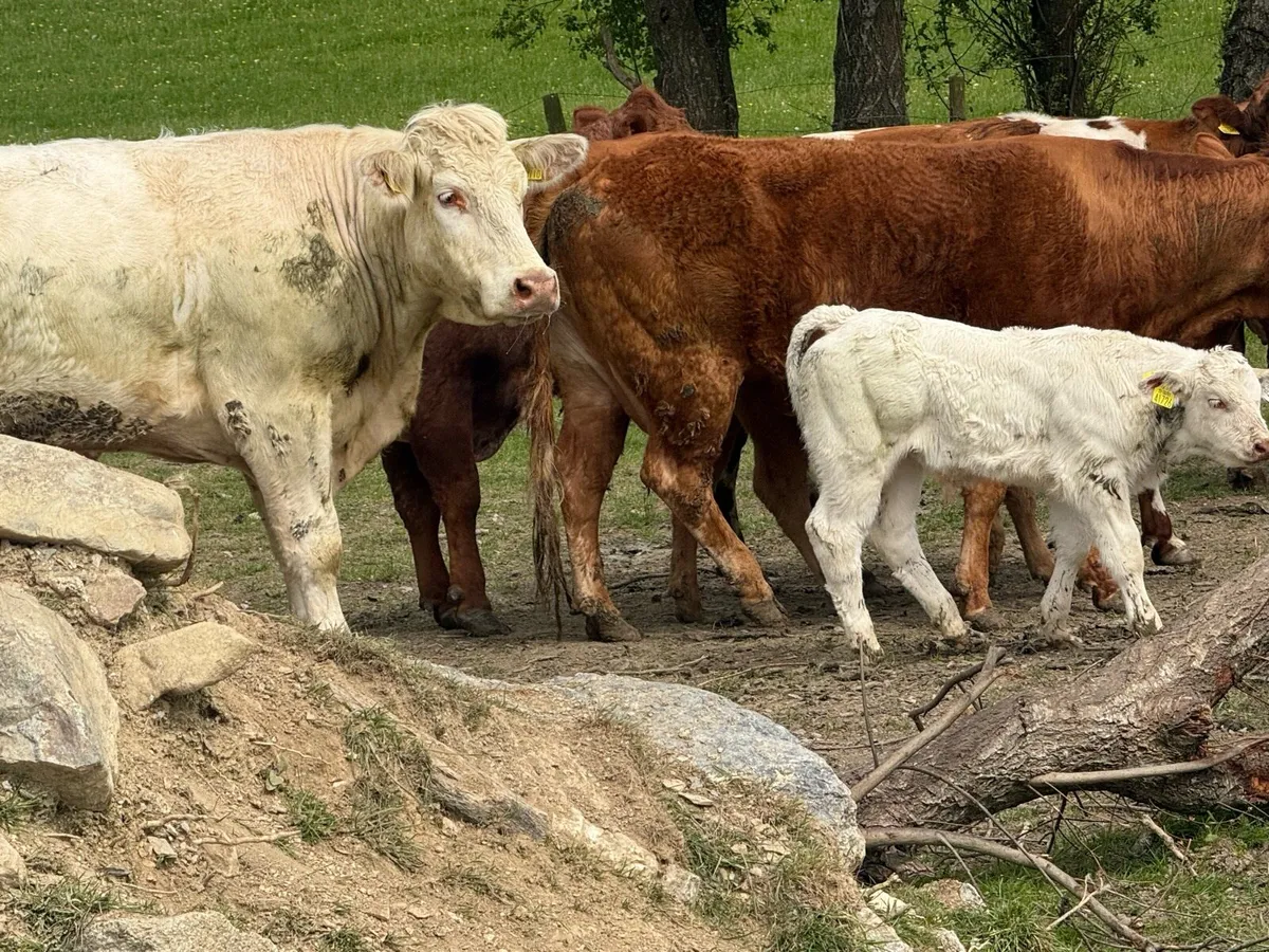Cattle , Carnew Mart 23rd May - Image 4