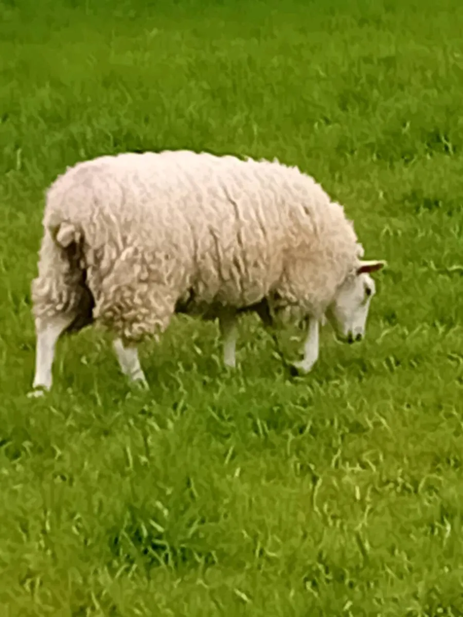 Breeding Hoggets - Image 1