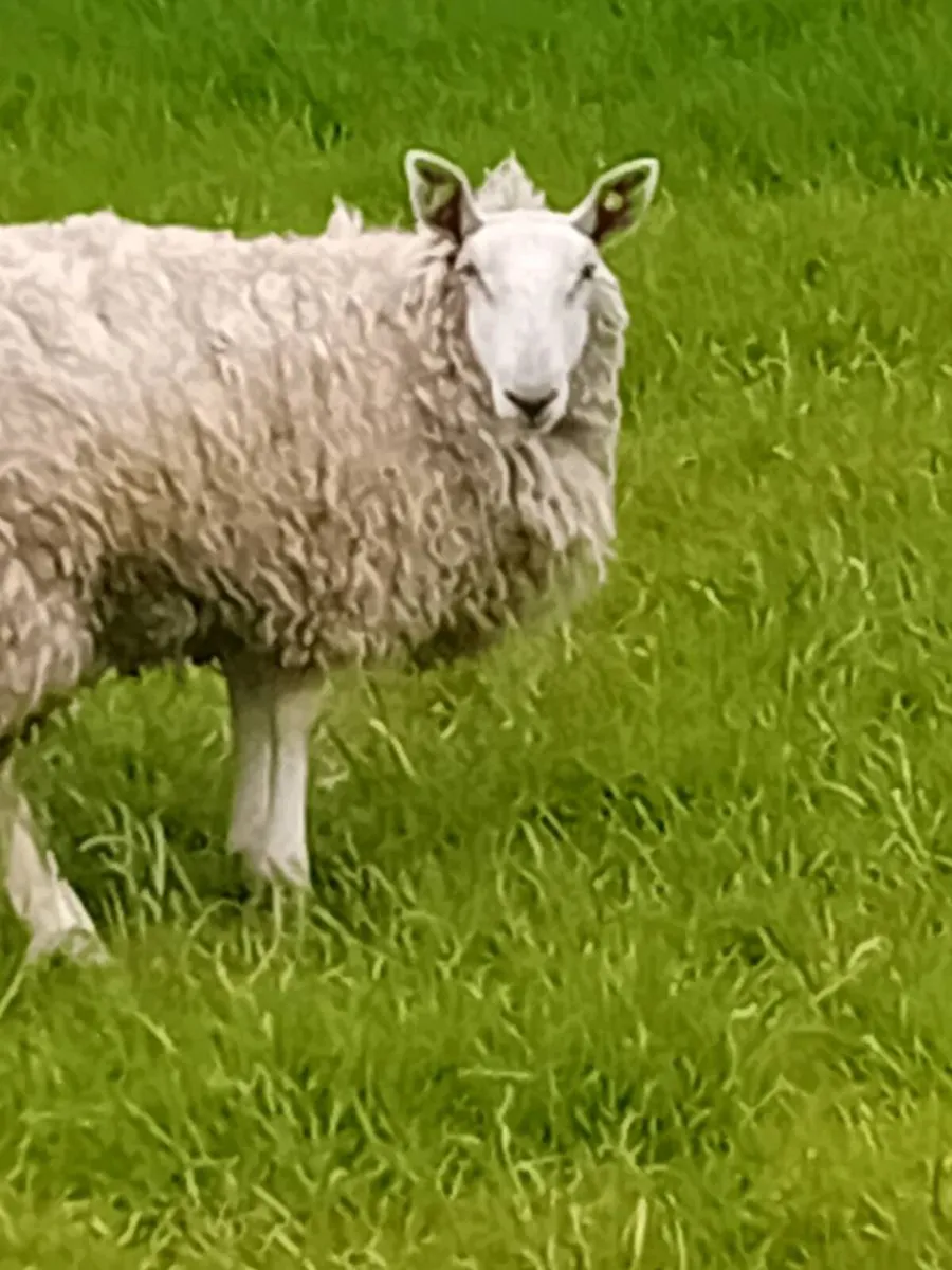 Breeding Hoggets - Image 2