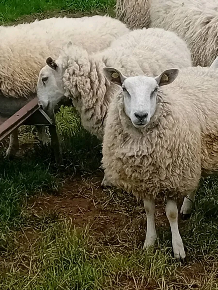 Breeding Hoggets - Image 3