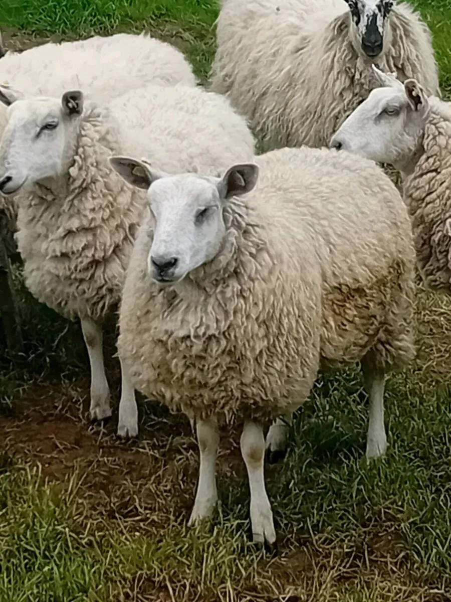 Breeding Hoggets - Image 4
