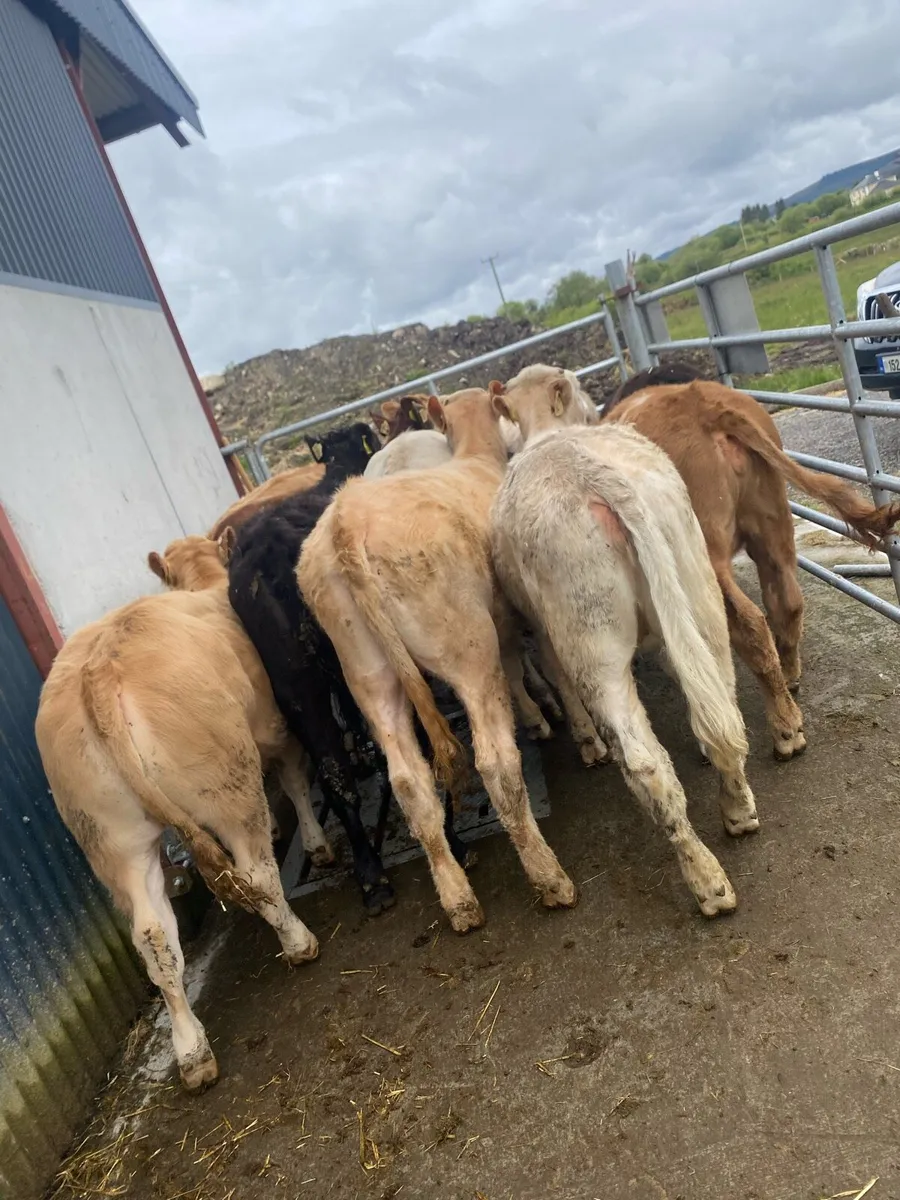 11 super suckler bred heifer weanlings - Image 1
