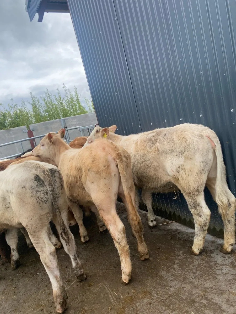 11 super suckler bred heifer weanlings - Image 2