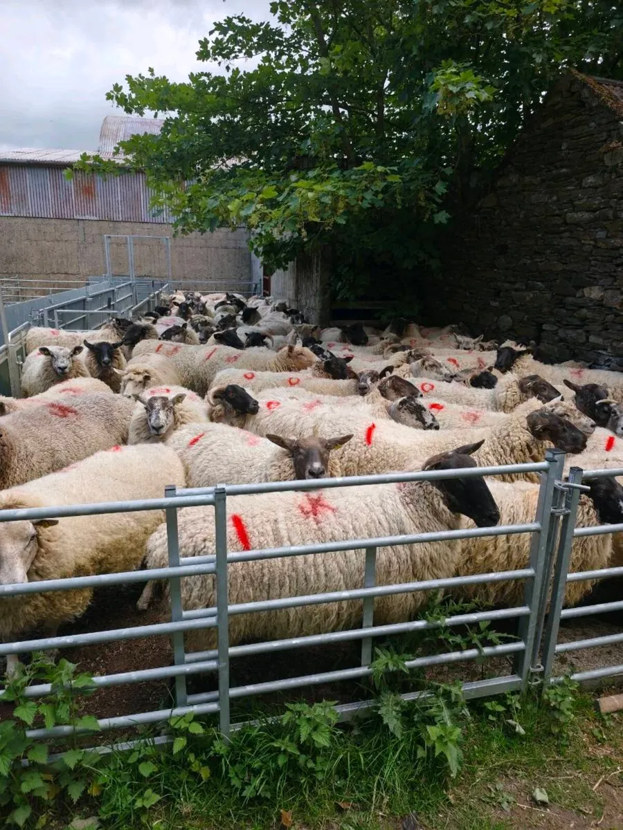 Fat Cast Ewes - Image 1