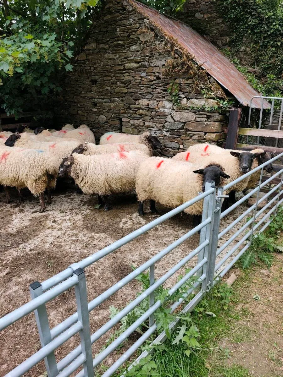 Fat Cast Ewes - Image 2