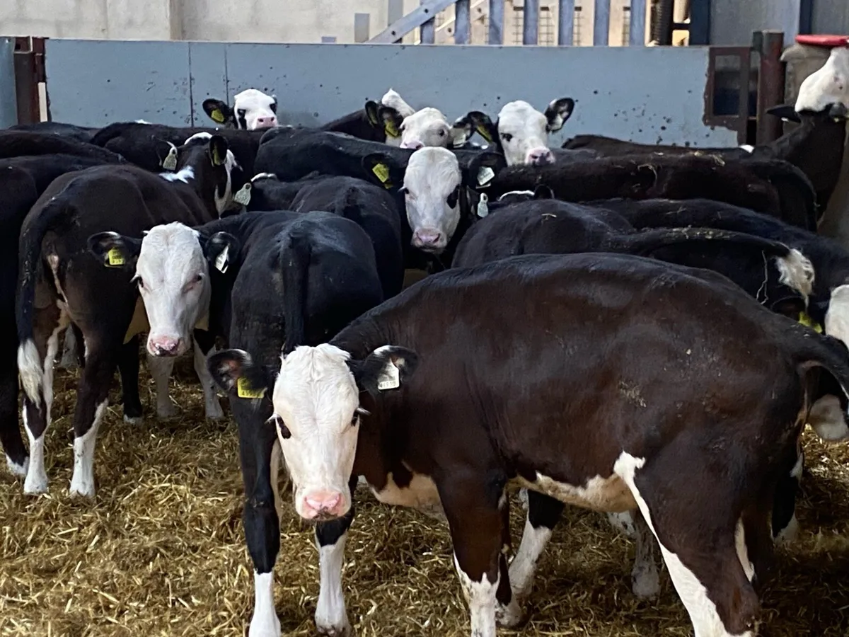 Super Hereford Heifer Weanlings - Image 1