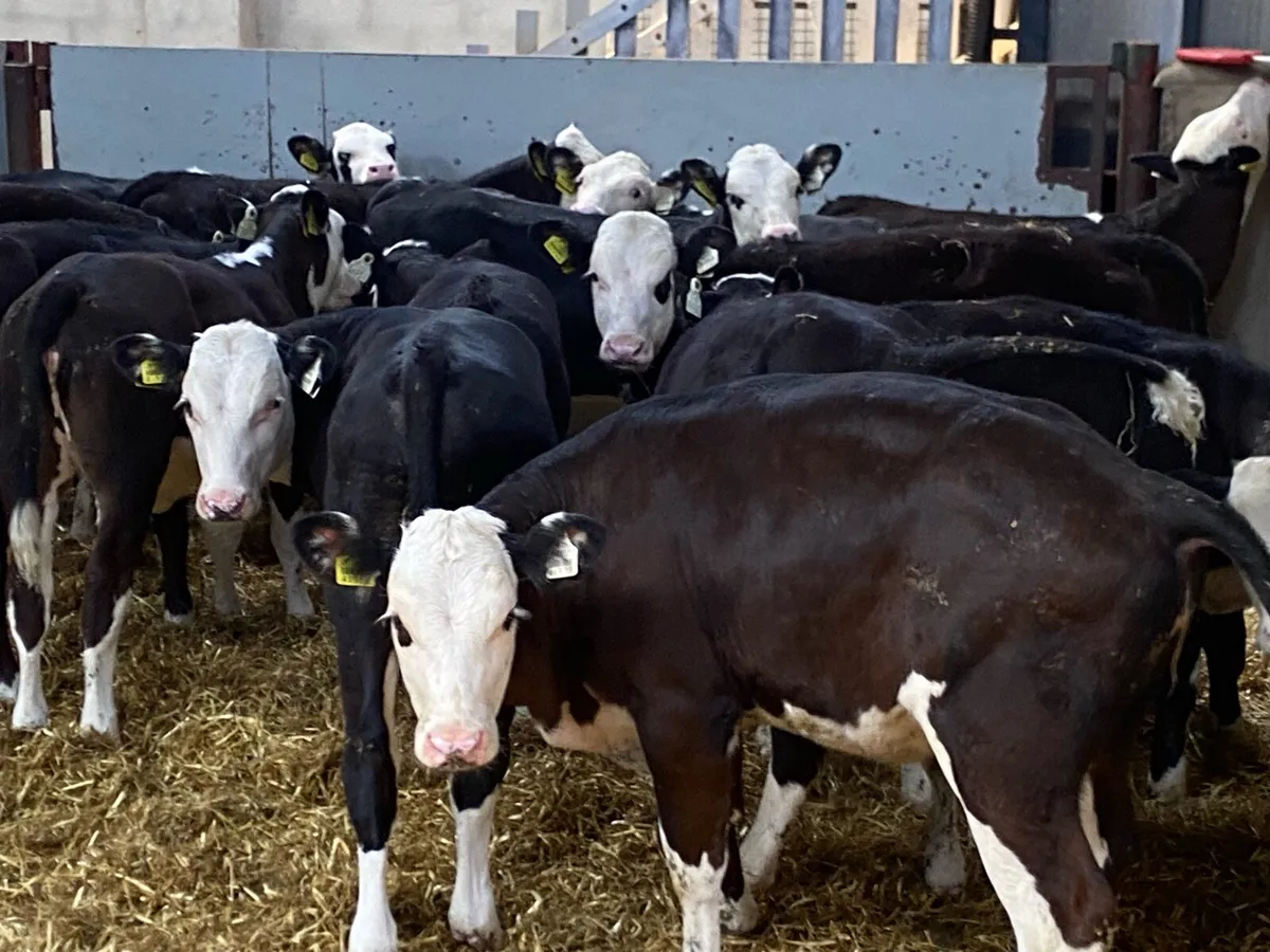 Super Hereford Heifer Weanlings - Image 4