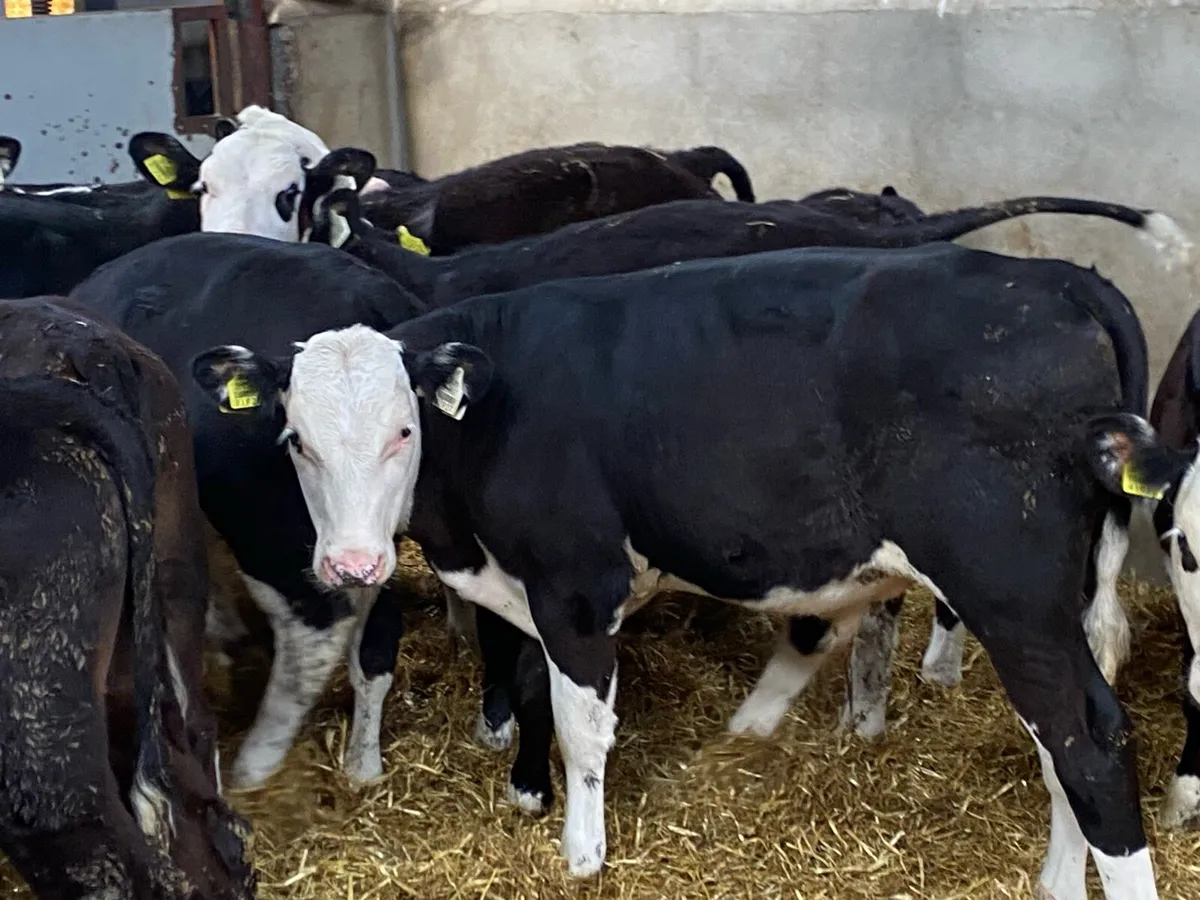 Super Hereford Heifer Weanlings - Image 2
