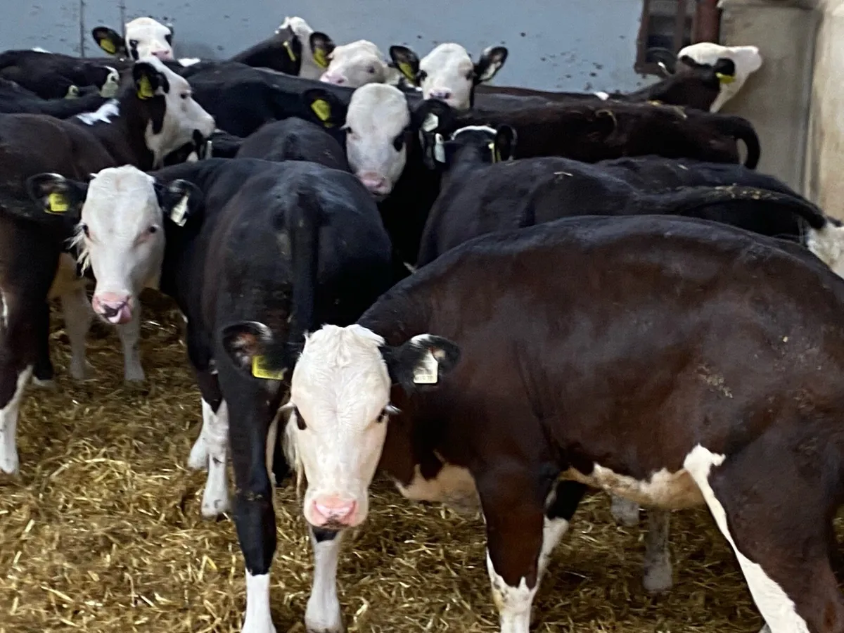 Super Hereford Heifer Weanlings - Image 3