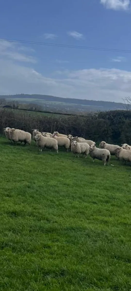 19 ewe Lamb sheep - Image 4