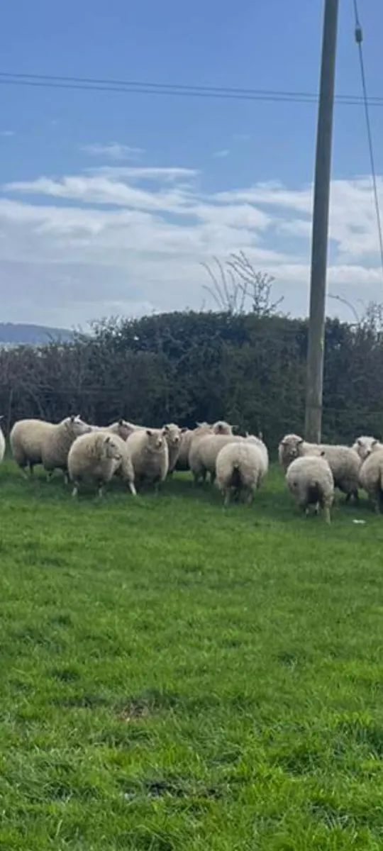19 ewe Lamb sheep - Image 2