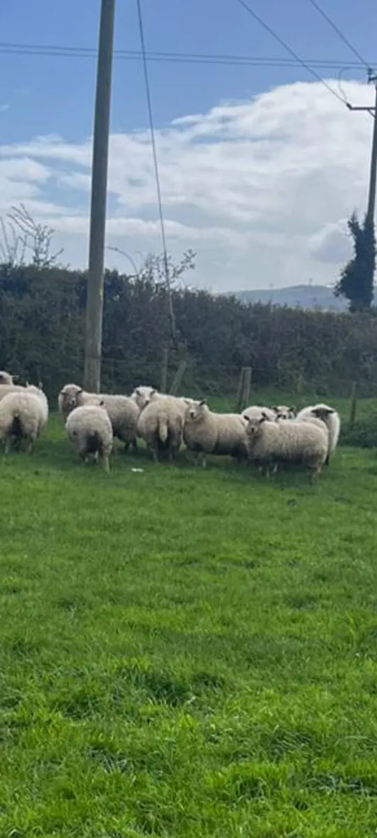 19 ewe Lamb sheep - Image 3