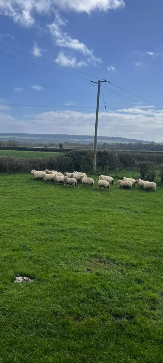 19 ewe Lamb sheep - Image 1