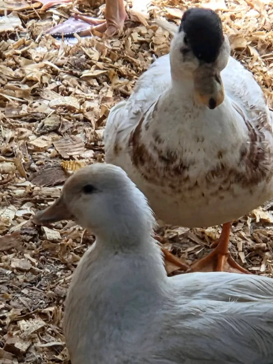 Call Ducks - Image 1