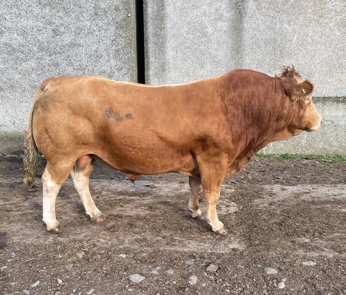 Bull - Image 2