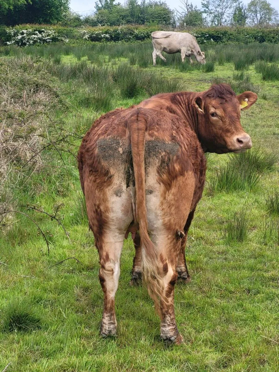 Incalf heffer - Image 2