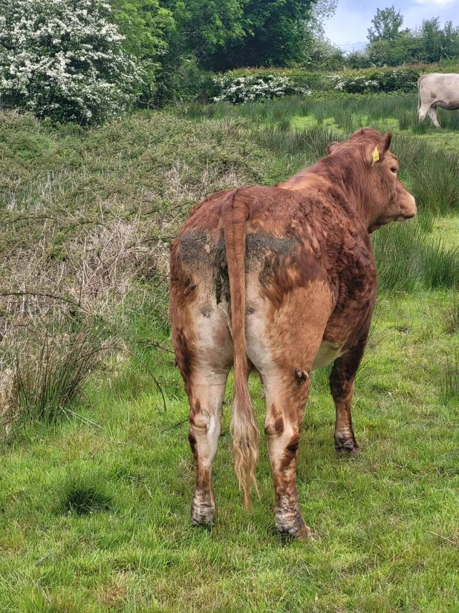Incalf heffer - Image 3