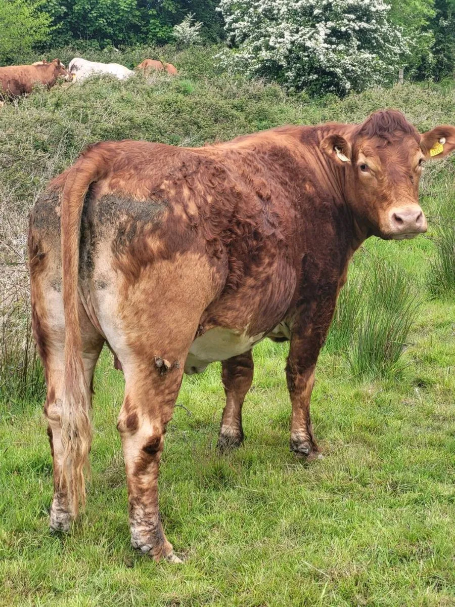 Incalf heffer - Image 1