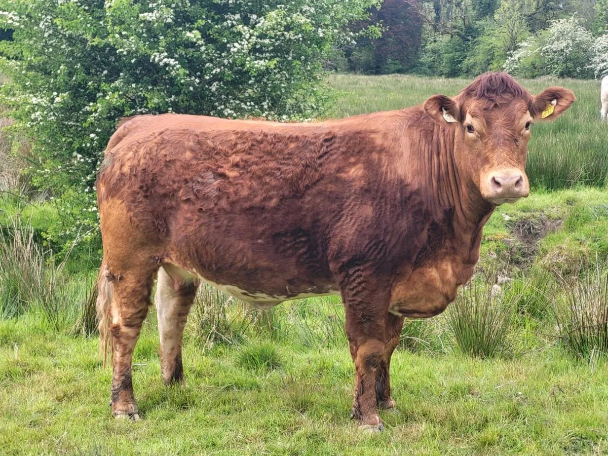 Incalf heffer - Image 4