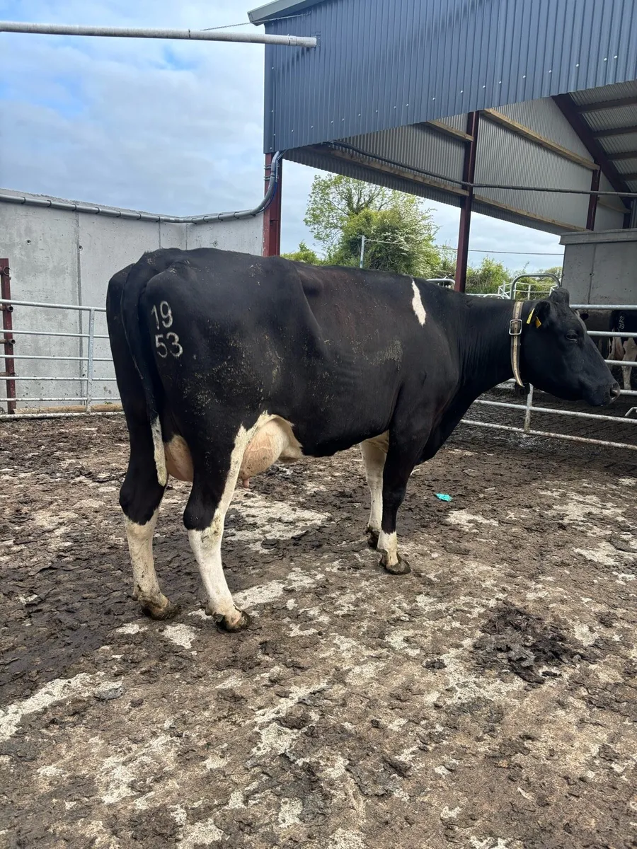 Friesan milking cow - Image 2