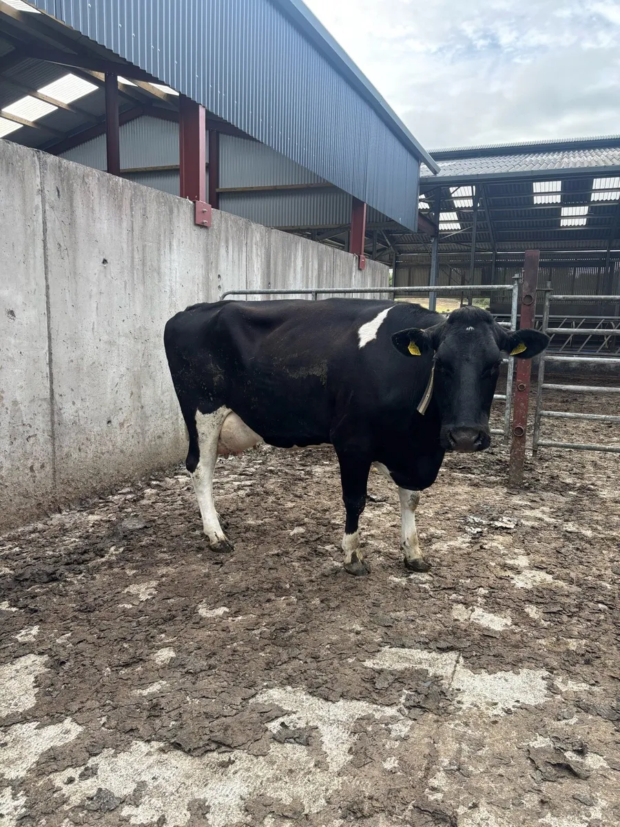 Friesan milking cow - Image 3