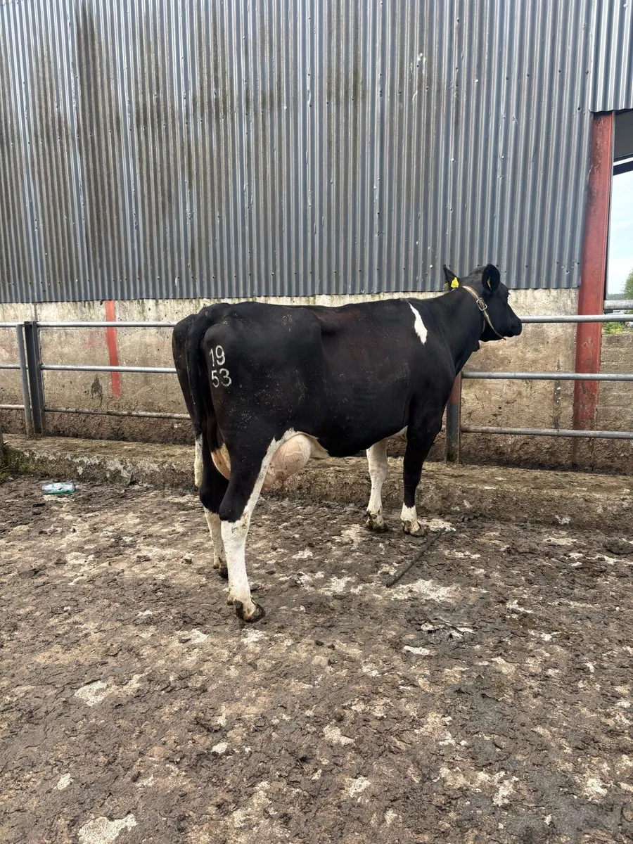 Friesan milking cow - Image 1